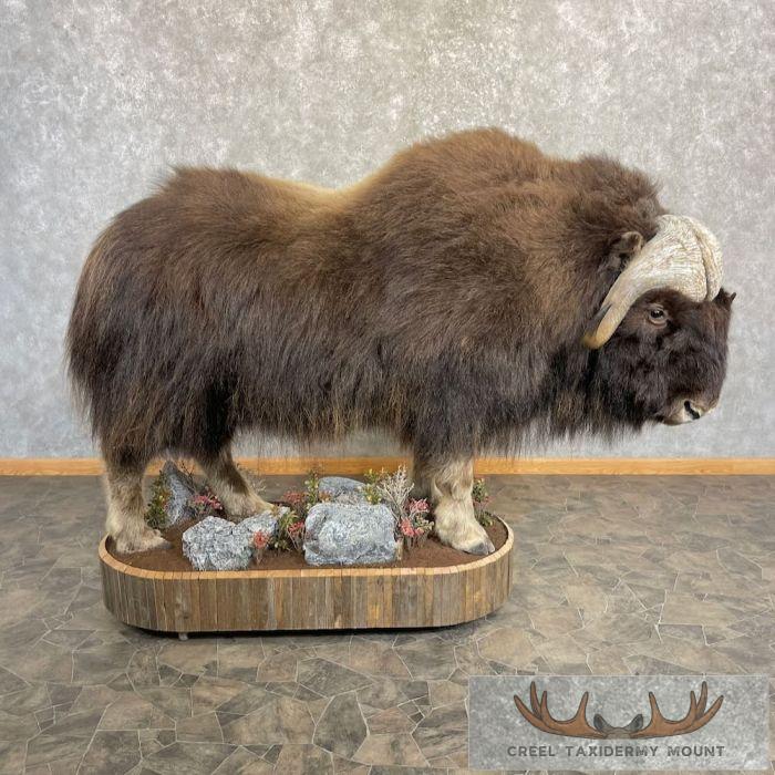 Barren Ground Muskox Life-Size Taxidermy Mount For Sale