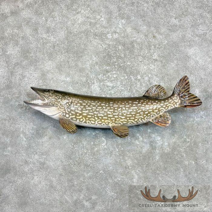 38.5" Northern Pike Taxidermy Fish Mount For Sale