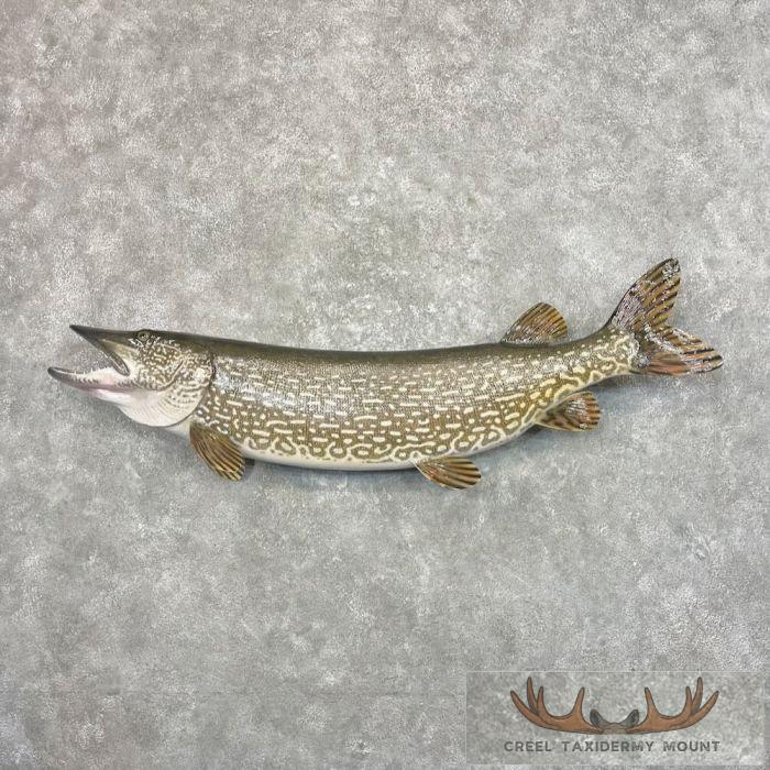 55.25" Northern Pike Taxidermy Fish Mount For Sale