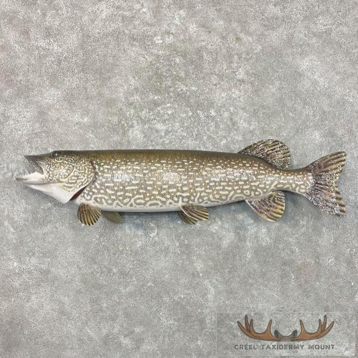 41.5" Northern Pike Taxidermy Fish Mount For Sale