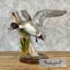 Northern Pintail Duck Taxidermy Bird Mount For Sale