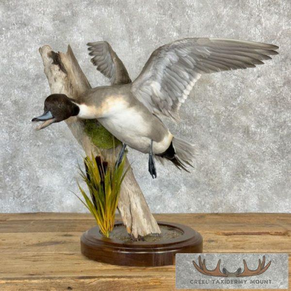 Northern Pintail Duck Taxidermy Bird Mount For Sale