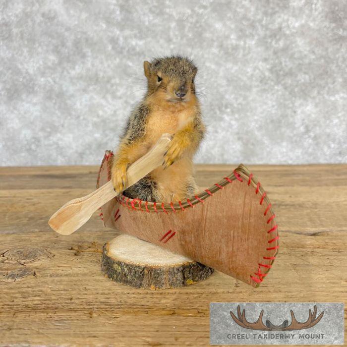 Novelty Baby Fox Squirrel Taxidermy Mount For Sale