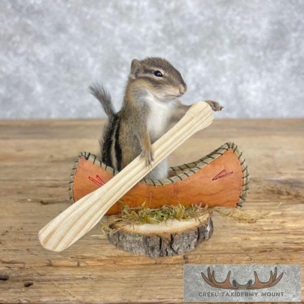 Novelty Chipmunk Taxidermy Mount For Sale