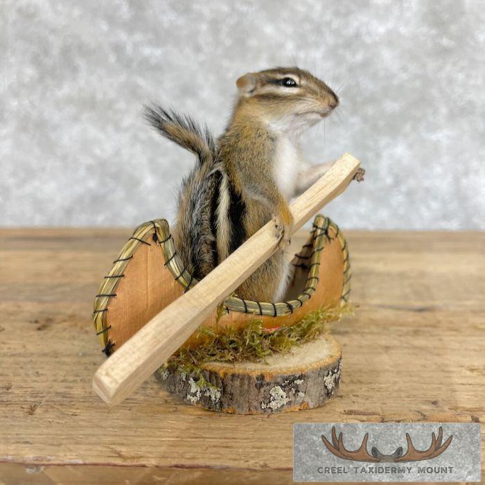 Novelty Chipmunk Taxidermy Mount For Sale