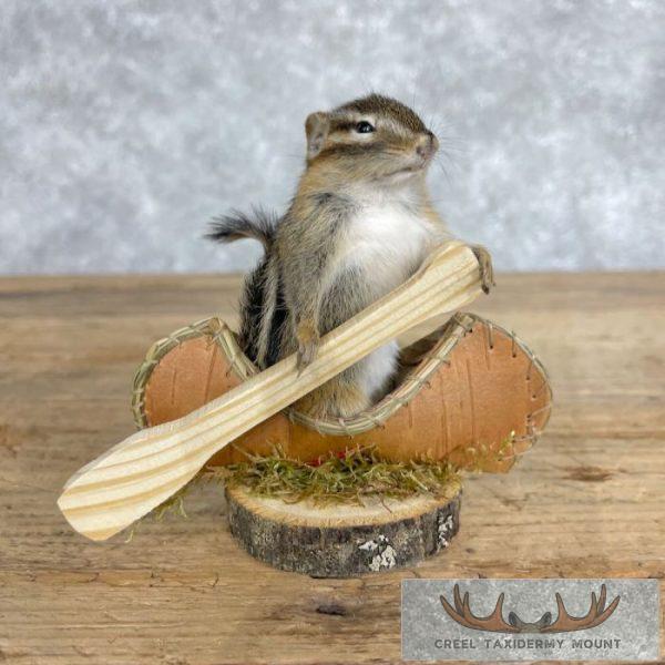 Novelty Chipmunk Taxidermy Mount For Sale