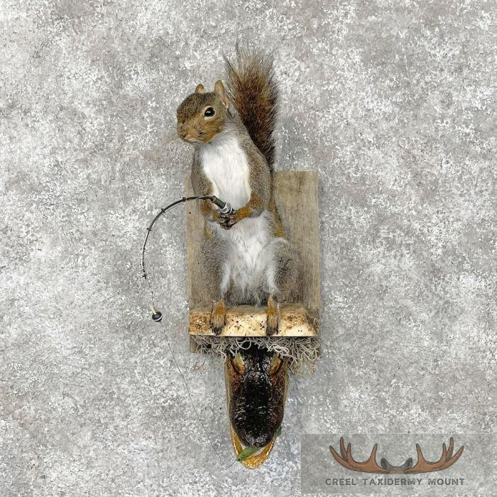 Novelty Gray Squirrel Taxidermy Mount For Sale