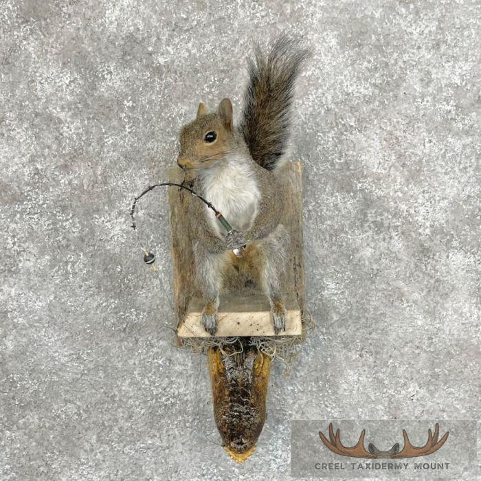 Novelty Gray Squirrel Taxidermy Mount For Sale