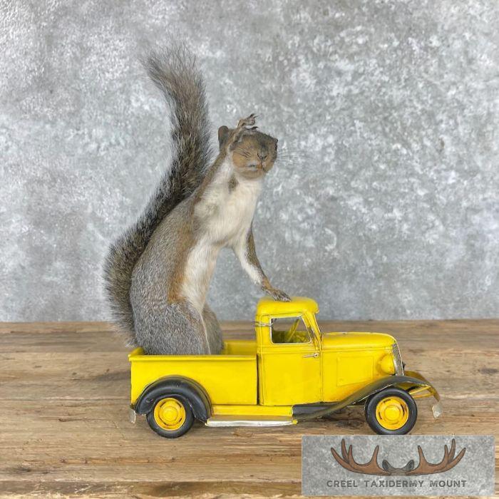 Novelty Grey Squirrel Taxidermy Mount For Sale