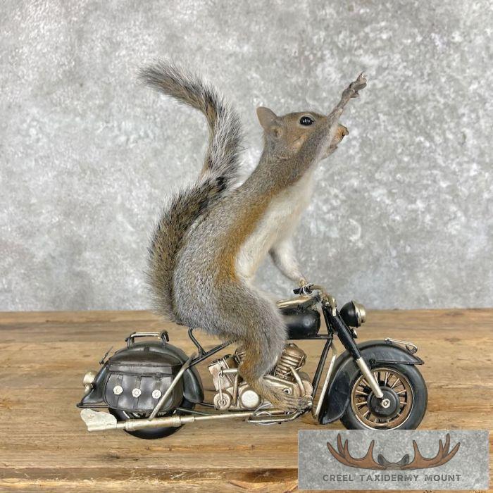 Novelty Grey Squirrel Taxidermy Mount For Sale