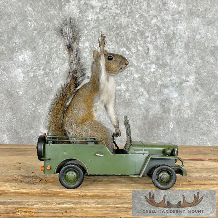 Novelty Grey Squirrel Taxidermy Mount For Sale