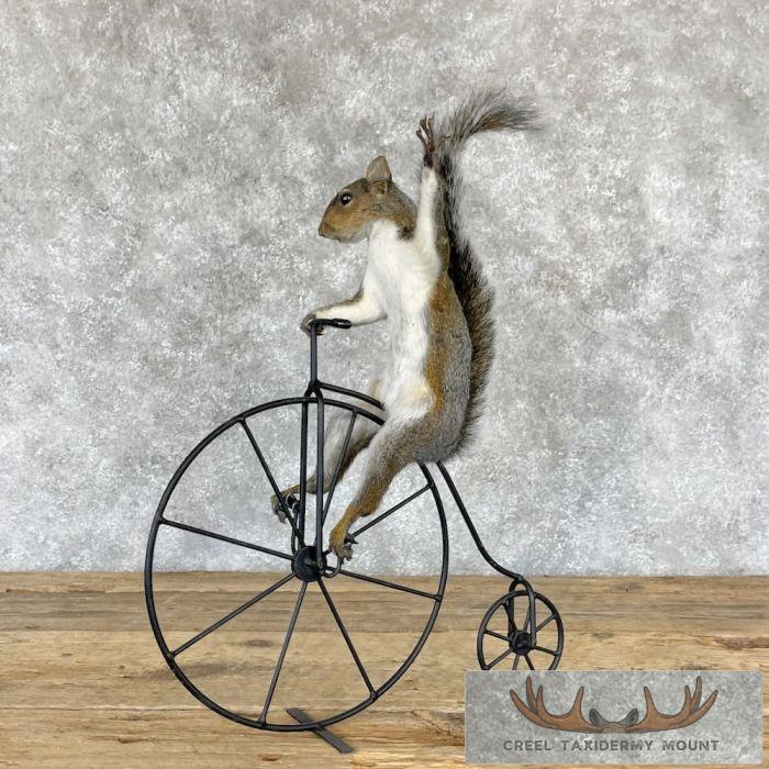 Novelty Grey Squirrel Taxidermy Mount For Sale