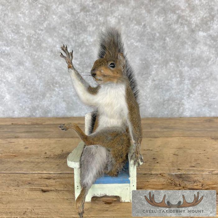 Novelty Grey Squirrel Taxidermy Mount For Sale