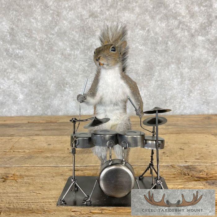 Novelty Grey Squirrel Taxidermy Mount For Sale