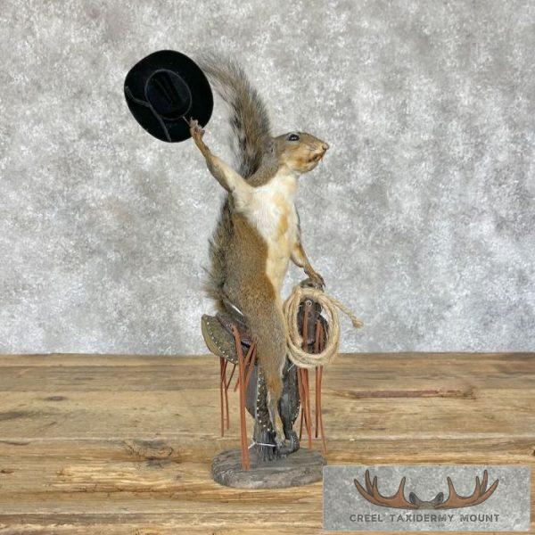 Novelty Grey Squirrel Taxidermy Mount For Sale