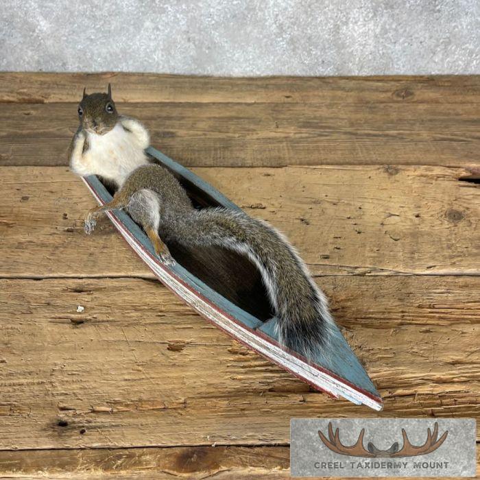Novelty Grey Squirrel Taxidermy Mount For Sale
