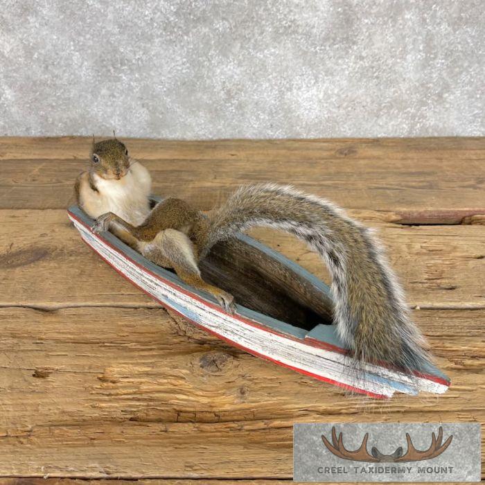 Novelty Grey Squirrel Taxidermy Mount For Sale