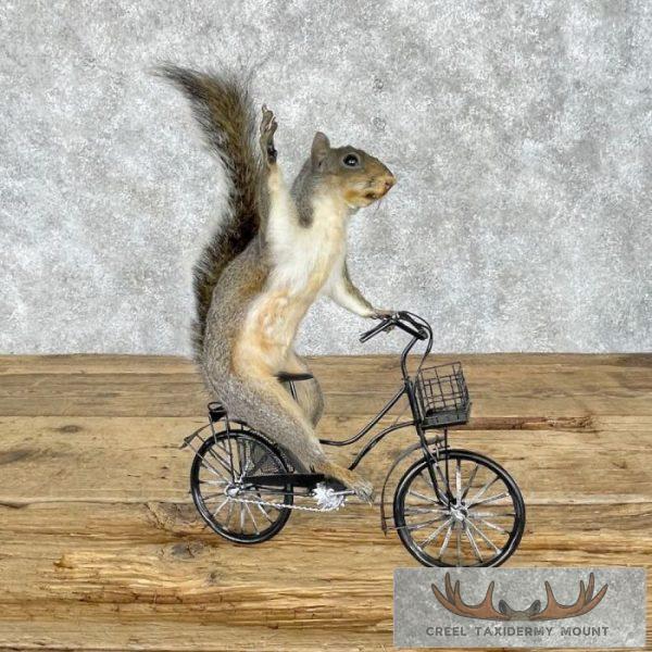 Novelty Grey Squirrel Taxidermy Mount For Sale