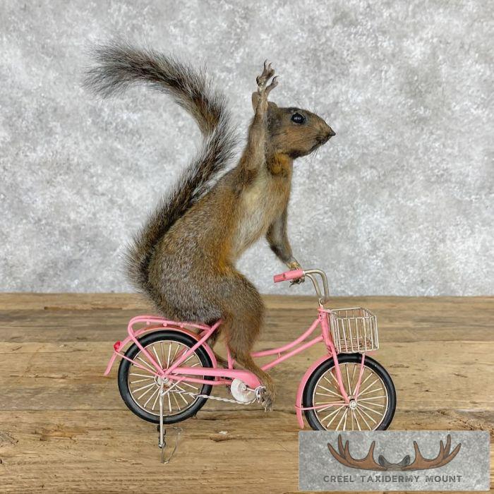 Novelty Grey Squirrel Taxidermy Mount For Sale