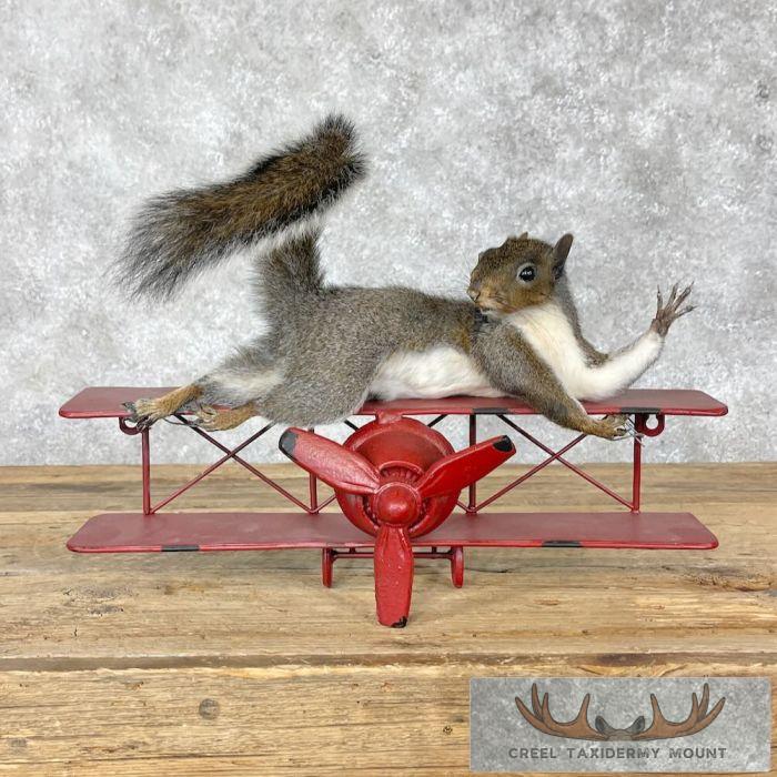 Novelty Grey Squirrel Taxidermy Mount For Sale