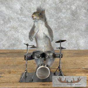 Novelty Grey Squirrel Taxidermy Mount Taxidermy