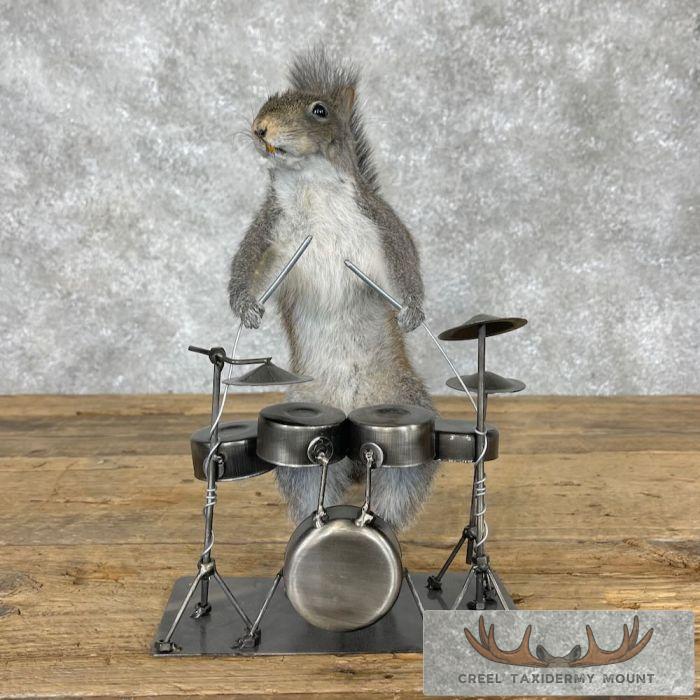 Novelty Grey Squirrel Taxidermy Mount For Sale