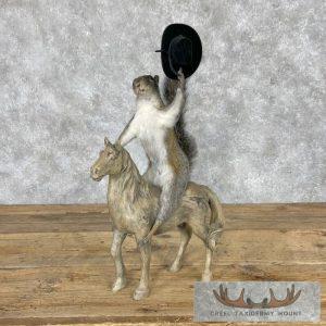Novelty Grey Squirrel Taxidermy Mount Taxidermy