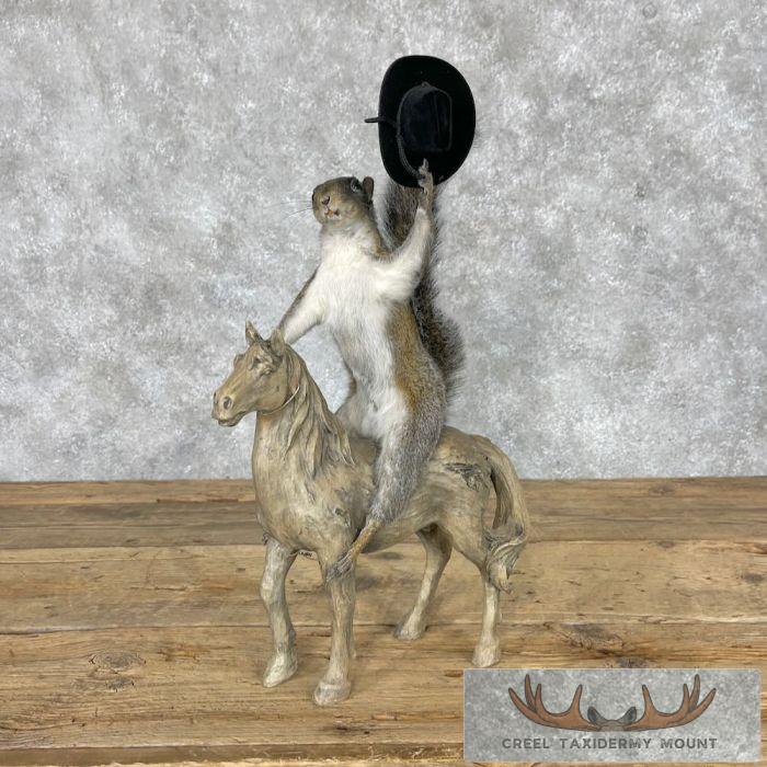 Novelty Grey Squirrel Taxidermy Mount For Sale
