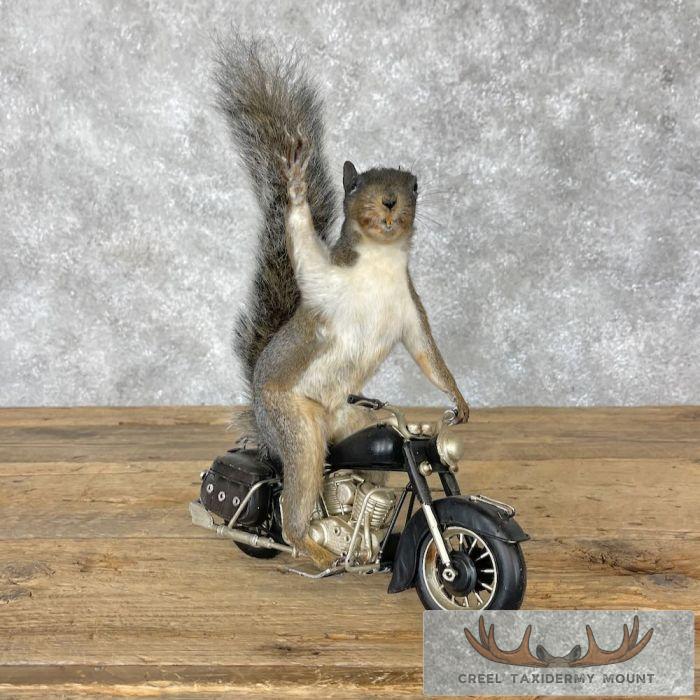 Novelty Grey Squirrel Taxidermy Mount For Sale