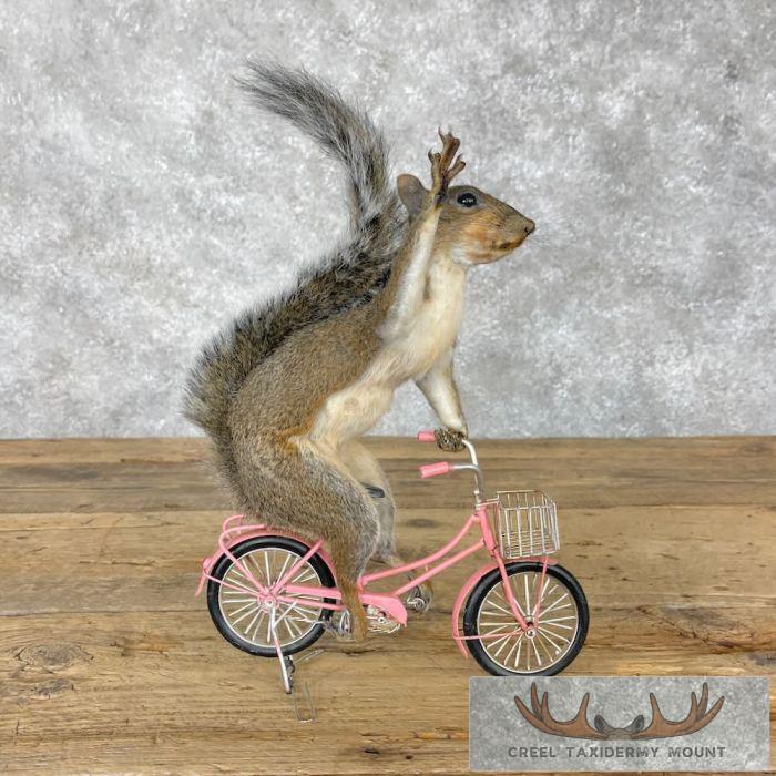 Novelty Grey Squirrel Taxidermy Mount For Sale