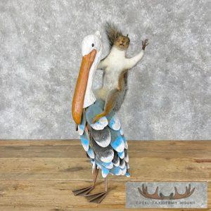 Novelty Grey Squirrel Taxidermy Mount Taxidermy