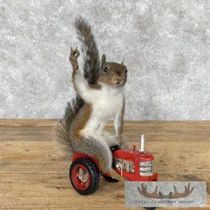 Novelty Grey Squirrel Taxidermy Mount Taxidermy