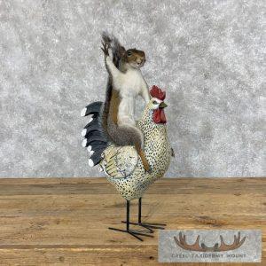 Novelty Grey Squirrel Taxidermy Mount Taxidermy