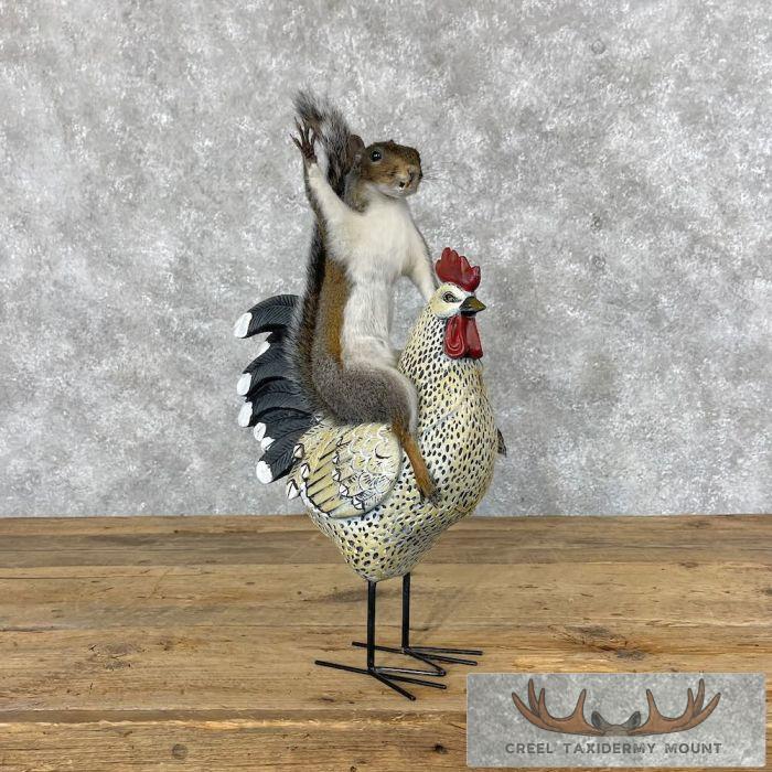 Novelty Grey Squirrel Taxidermy Mount For Sale