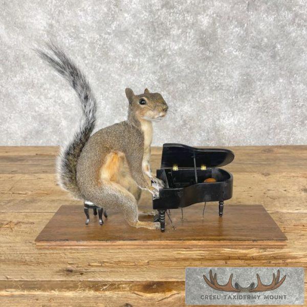 Novelty Grey Squirrel Taxidermy Mount For Sale