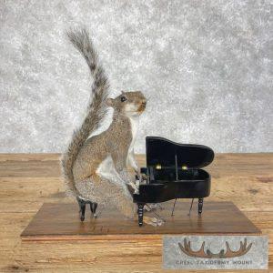 Novelty Grey Squirrel Taxidermy Mount Taxidermy