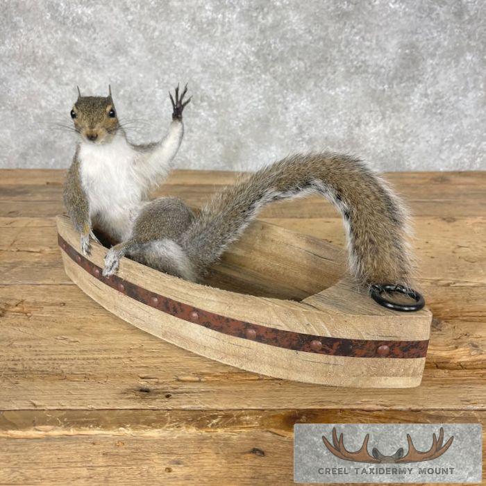 Novelty Grey Squirrel Taxidermy Mount For Sale