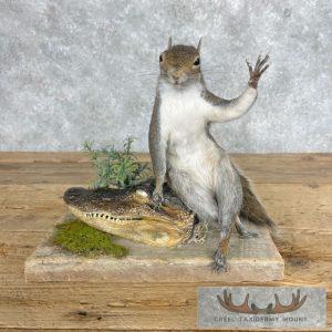 Novelty Grey Squirrel Taxidermy Mount Taxidermy