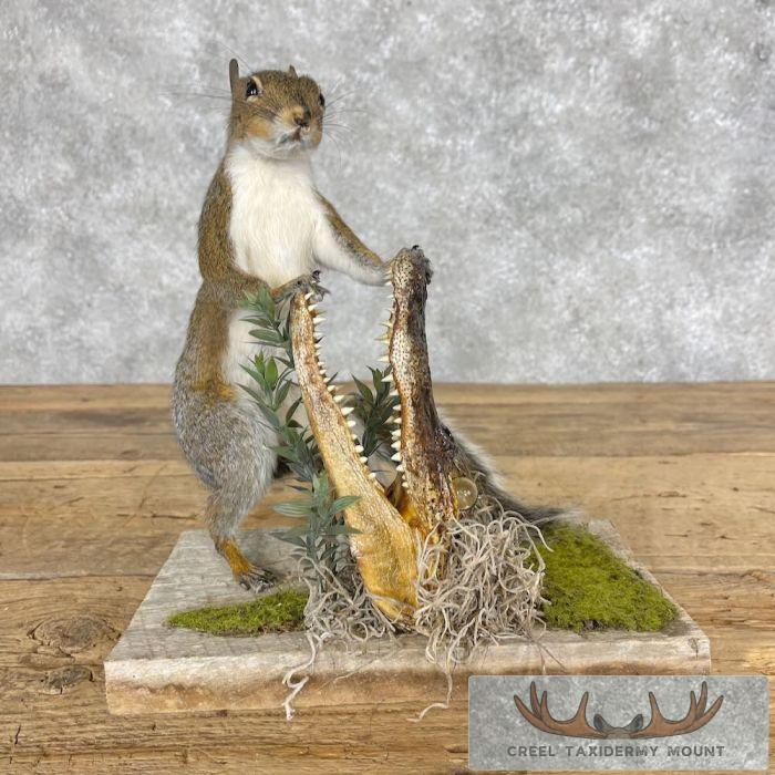 Novelty Grey Squirrel Taxidermy Mount For Sale