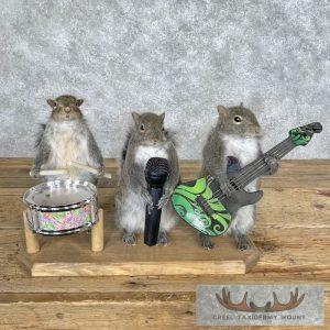 Novelty Grey Squirrel Taxidermy Mount Taxidermy