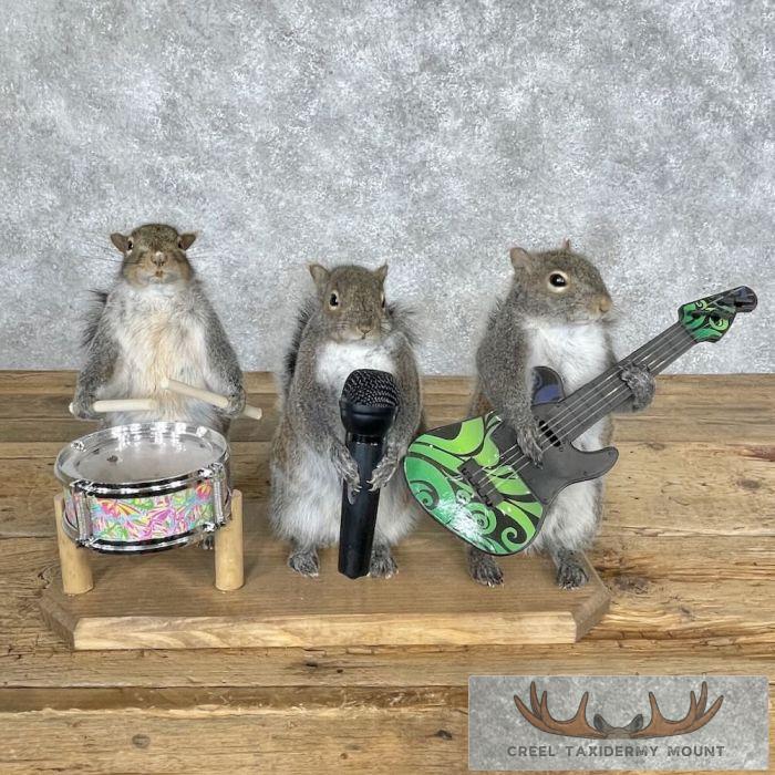 Novelty Grey Squirrel Taxidermy Mount For Sale