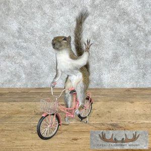Novelty Grey Squirrel Taxidermy Mount Taxidermy