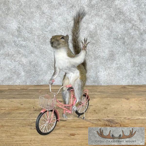 Novelty Grey Squirrel Taxidermy Mount For Sale