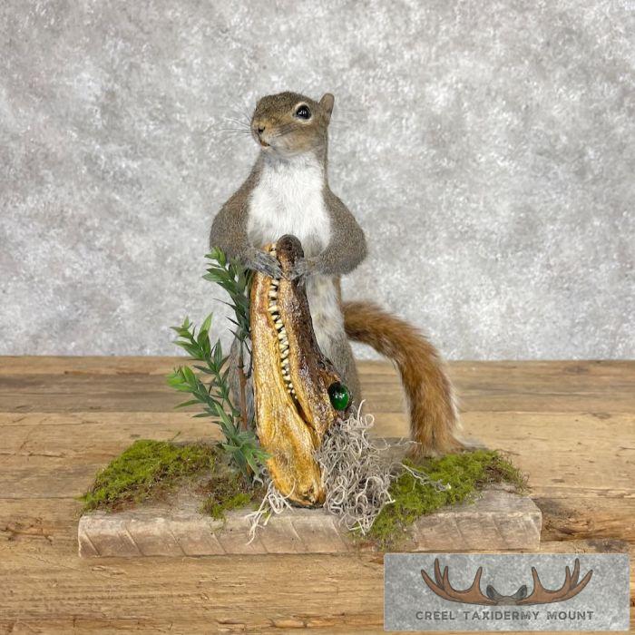 Novelty Grey Squirrel Taxidermy Mount For Sale