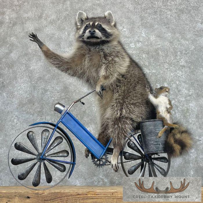Novelty Grey Squirrel & Raccoon Mount For Sale