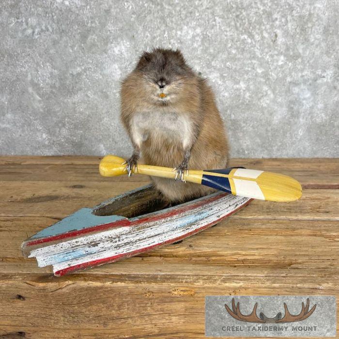 Novelty Muskrat Taxidermy Mount For Sale