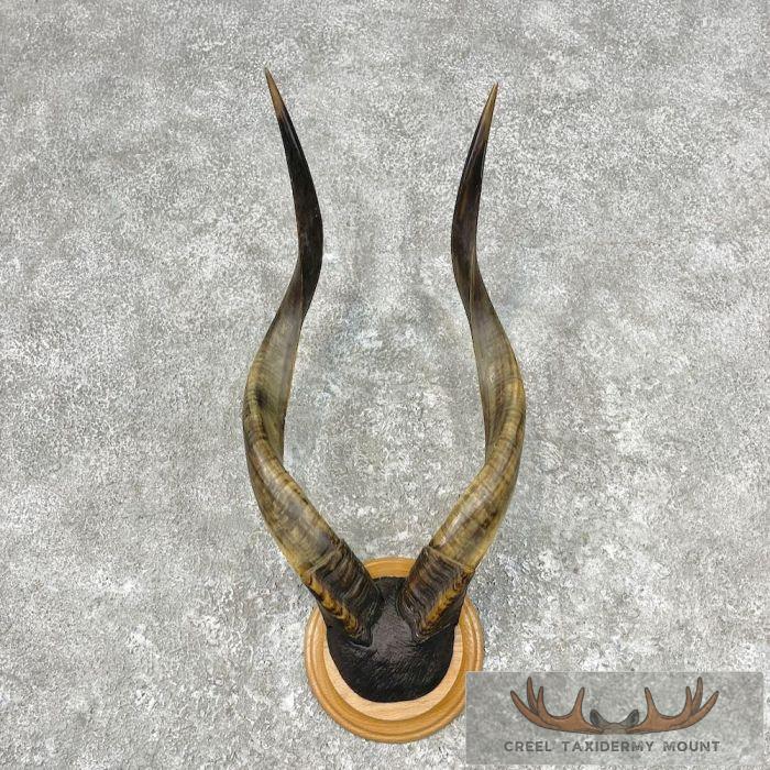 African Nyala Horn Plaque Taxidermy Mount For Sale