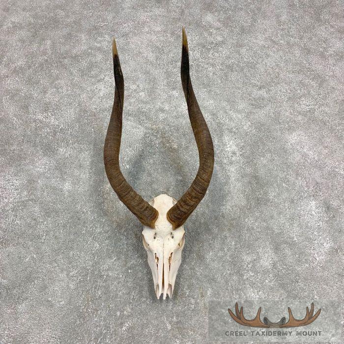 Nyala Skull & Horn European Taxidermy Mount For Sale