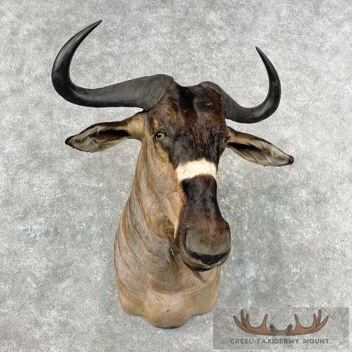 Nyasa Wildebeest Taxidermy Shoulder Mount For Sale