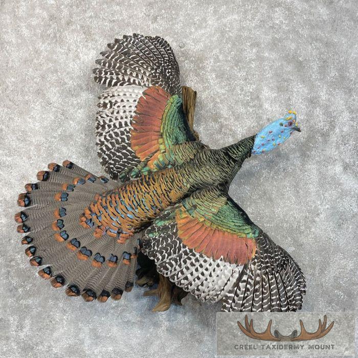 Ocellated Turkey Taxidermy Bird Mount For Sale